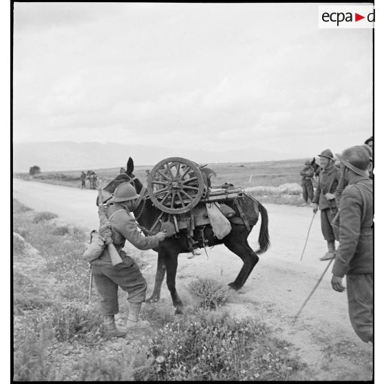 Un artilleur du 67e RAA (régiment d'artillerie d'Afrique) de la DMC (division de marche de Constantine) est aux prises avec un mulet rétif dans le secteur d'Ousseltia. L'animal est bâté de pièces d'un canon de montagne de 65 mm, modèle 1906.