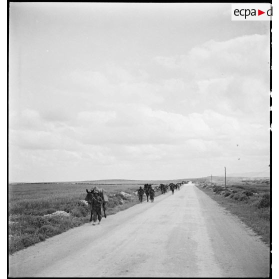 Une colonne hippomobile du 67e RAA (régiment d'artillerie d'Afrique) de la DMC (division de marche de Constantine) monte en ligne dans le secteur d'Ousseltia.