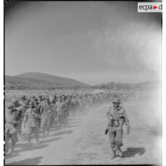 Colonne de prisonniers italiens escortés par des soldats du CFA (Corps franc d'Afrique) dans les environs de Bizerte.