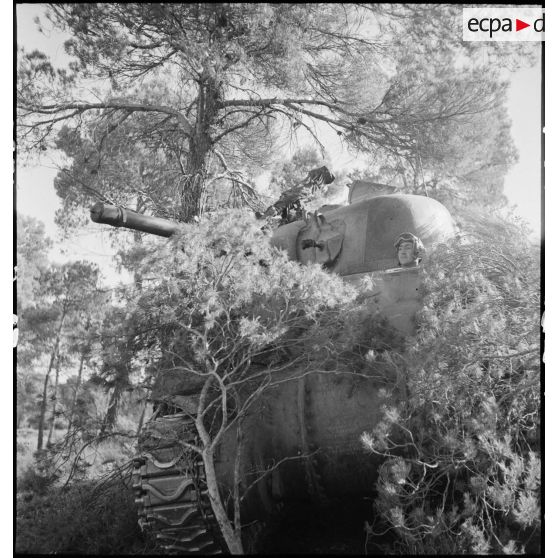 Un char Sherman M4 est camouflé lors d'une manoeuvre dl'entraînement dans le Sud algérien, en vue de l'engagement de l'unité en Italie au sein du CEF (corps expéditionnaire français).