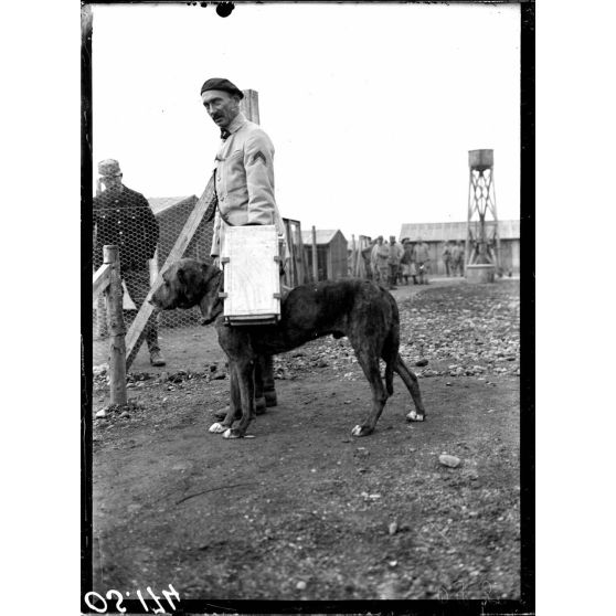 Lure (Haute-Saône). Le chenil de la VIIe armée. Porthos, chien portant des munitions. Lieutenant [?]. [légende d'origine]