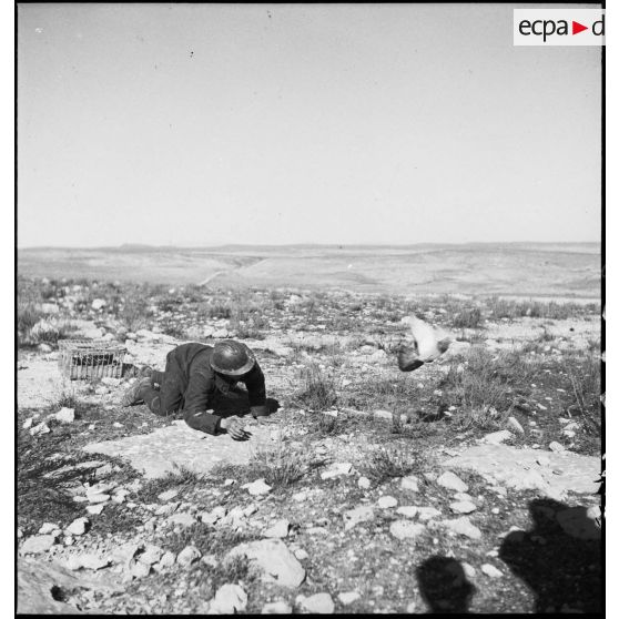 Un caporal-chef du 45e BTrs (bataillon de transmissions) lâche un pigeon voyageur pour transmettre un message.