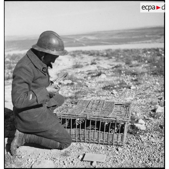 Un caporal-chef du 45e BTrs (bataillon de transmissions) fixe un message à la patte d'un pigeon voyageur.