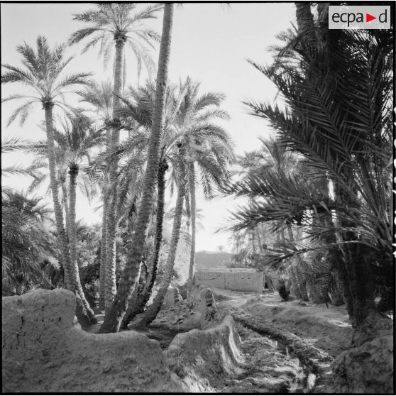 Une oasis, région de l'Aurès.