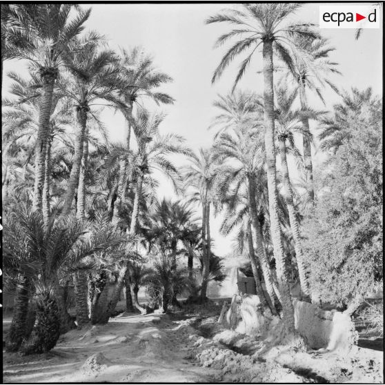 Une oasis, région de l'Aurès.