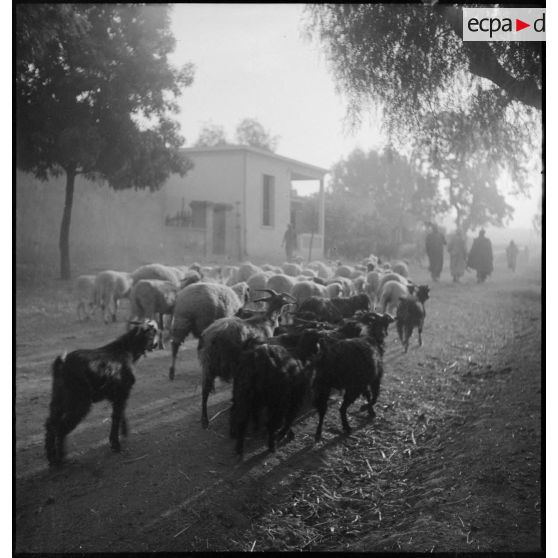 Les moutons du camp de prisonniers de guerre italiens n°8.