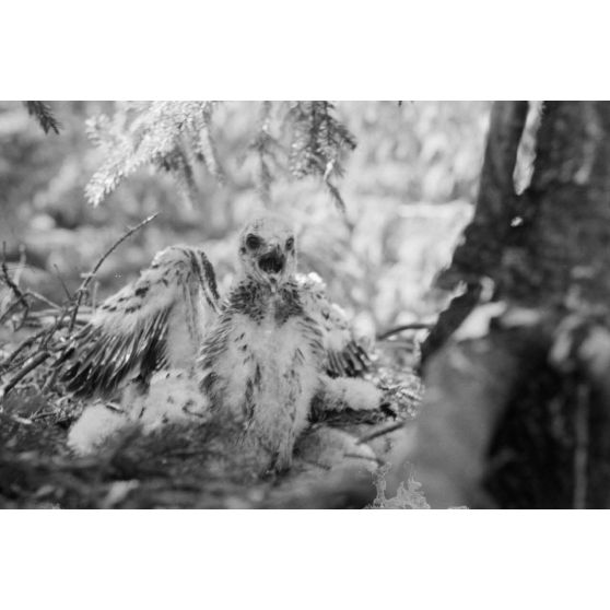 Un oisillon dans son nid.