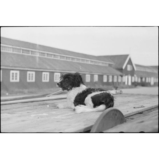 Alors que le personnel du 8./LLG 1 (Lulftlandegeschwader 1) chargent les planeurs DFS-230 sur des wagons, la mascotte du groupe aéroporté se fait photographier.