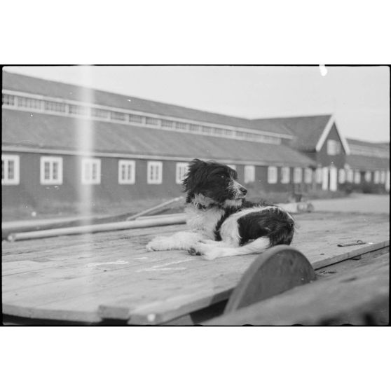 Alors que le personnel du 8./LLG 1 (Lulftlandegeschwader 1) chargent les planeurs DFS-230 sur des wagons, la mascotte du groupe aéroporté se fait photographier.