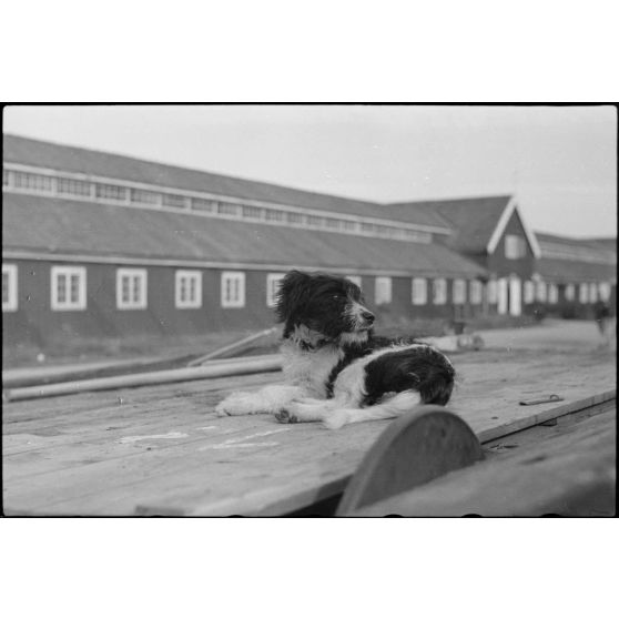 Alors que le personnel du 8./LLG 1 (Lulftlandegeschwader 1) chargent les planeurs DFS-230 sur des wagons, la mascotte du groupe aéroporté se fait photographier.