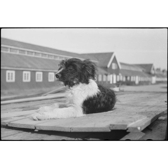 Alors que le personnel du 8./LLG 1 (Lulftlandegeschwader 1) chargent les planeurs DFS-230 sur des wagons, la mascotte du groupe aéroporté se fait photographier.