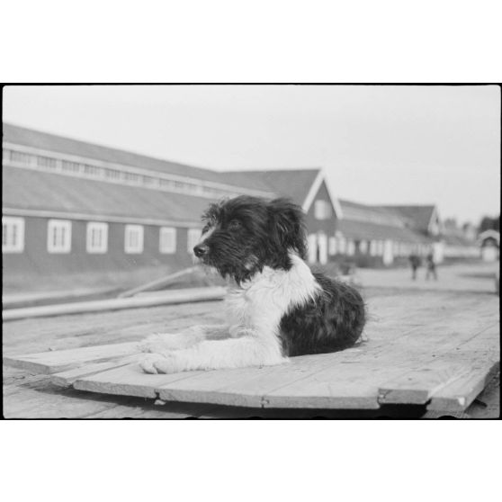 Alors que le personnel du 8./LLG 1 (Lulftlandegeschwader 1) chargent les planeurs DFS-230 sur des wagons, la mascotte du groupe aéroporté se fait photographier.