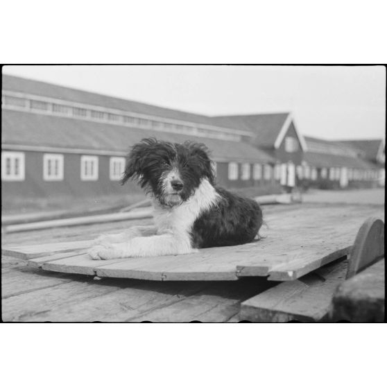 Alors que le personnel du 8./LLG 1 (Lulftlandegeschwader 1) chargent les planeurs DFS-230 sur des wagons, la mascotte du groupe aéroporté se fait photographier.