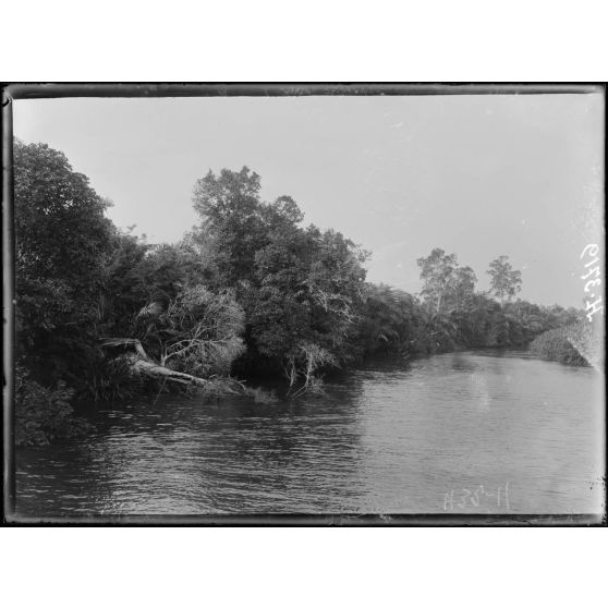 Wouri. Aspect d'une des nombreuses criques du fleuve. [légende d'origine]