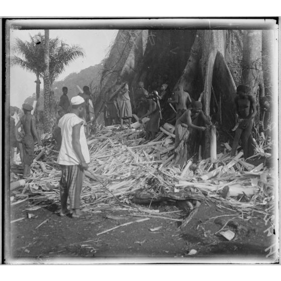 Djombé. Coupage des tiges protectrices pour le tabac. [légende d'origine]