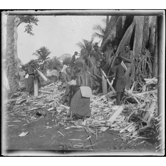 Djombé (Cameroun). Coupage des tiges protectrices pour le tabac. [légende d'origine]