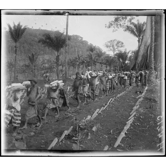 Djombé (Cameroun). Portage des troncs de bananiers pour faire des tiges protectrices. [légende d'origine]