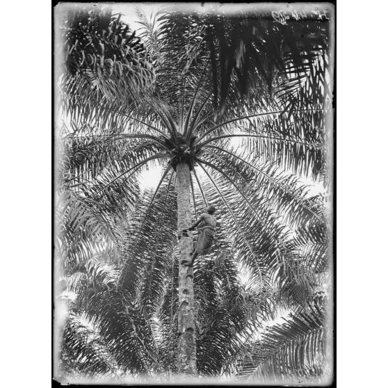 Kaké. Récolte des choux palmistes. [légende d'origine]