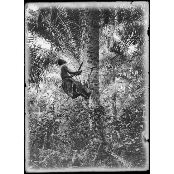 Kaké. Récolte des choux palmistes. [légende d'origine]