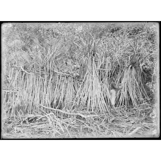 Bomono. Pandanus dans le Poto-Poto. [légende d'origine]