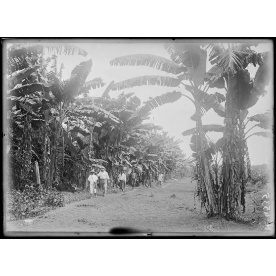 Edéa. Bananerie dans l'île. [légende d'origine]