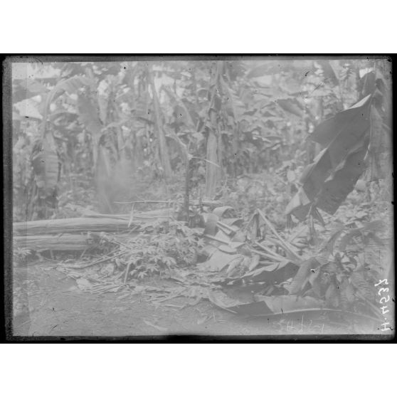 Djombé. Plantation. Ravage d'une tornade dans la bananerie. [légende d'origine]