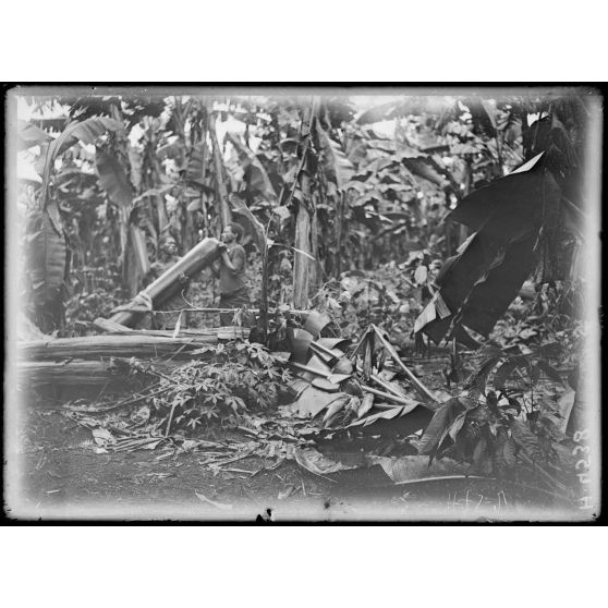 Djombé. Plantation. Ravage d'une tornade dans la bananerie. [légende d'origine]