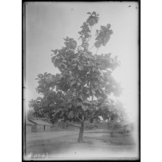 Bomono. Arbre à pain. [légende d'origine]