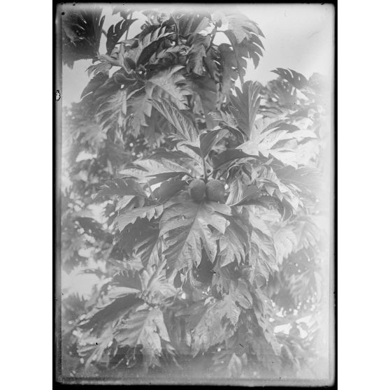 Bomono. Fruits de l'arbre à pain. [légende d'origine]