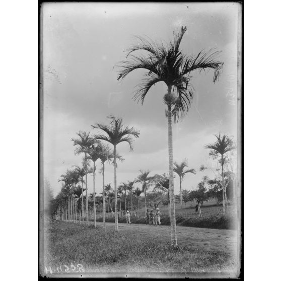 Douala. L'allée des araquiers. [légende d'origine]