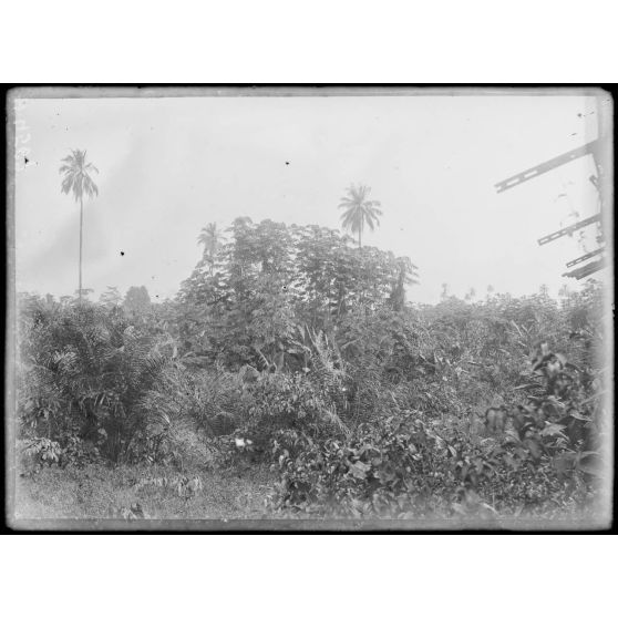 Route d'Edéa à Dehané. Ferme du Suisse. Vue sur la forêt vers le sud-ouest. [légende d'origine]