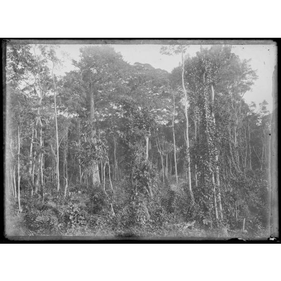 Eséka. Clairière dans la forêt vierge. [légende d'origine]