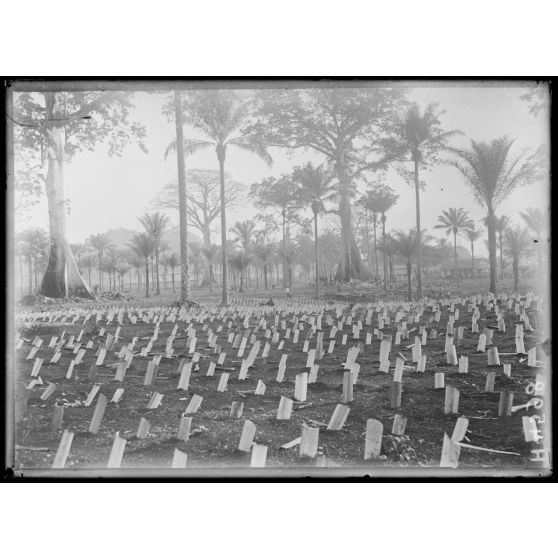 [Djombé. Vue générale de la plantation de tabac avec leurs piquets protecteurs.]
