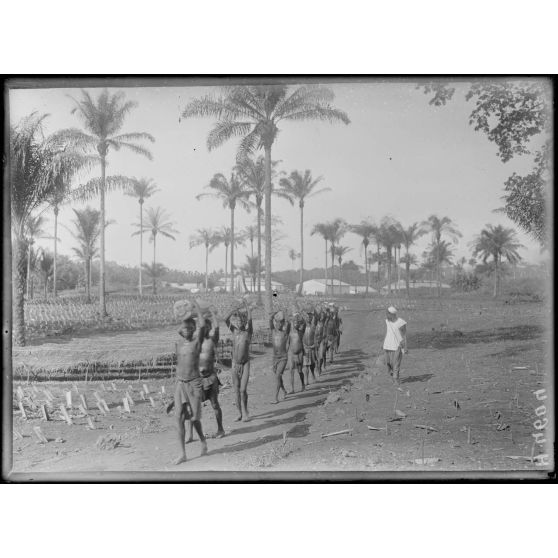 Djombé. Indigènes portant des troncs de bananiers qui feront des tiges protectrices. [légende d'origine]