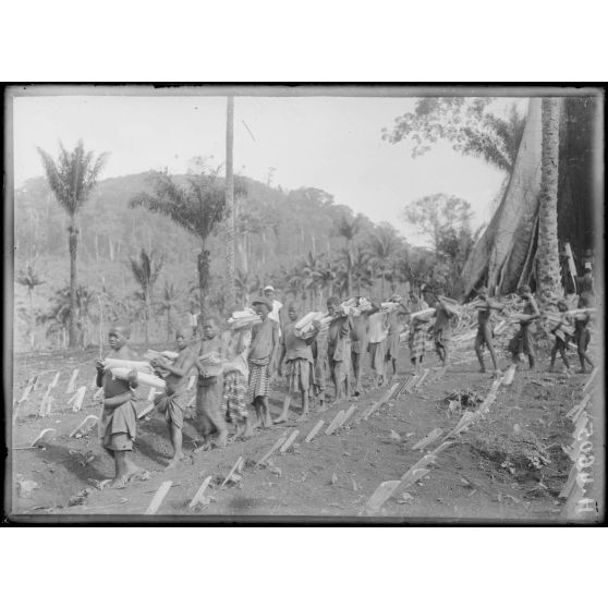 Djombé. Indigènes portant des paquets de tiges protectrices sur le terrain. [légende d'origine]