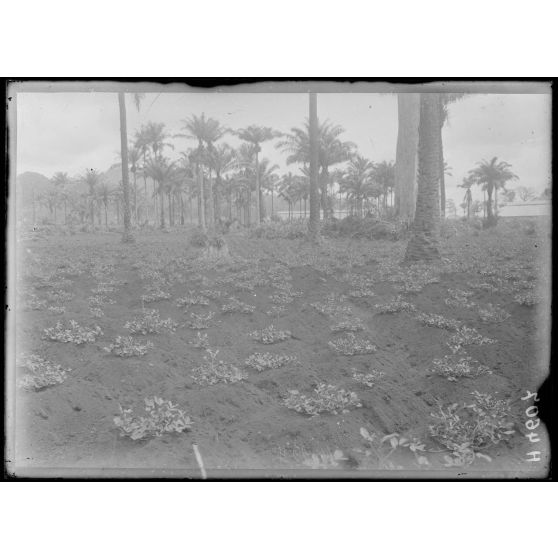 Djombé. Plantation d'arachides. [légende d'origine]
