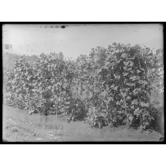 Baré. Essais de culture d'Europe : haricots. [légende d'origine]