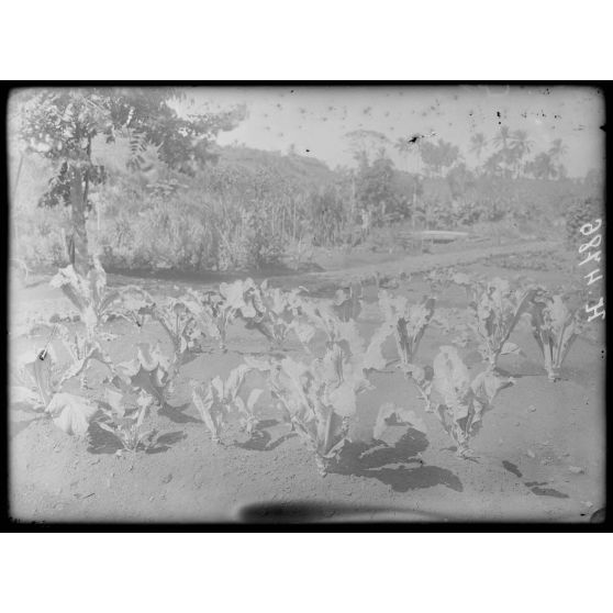 Baré. Essais de culture d'Europe : choux-fleurs. [légende d'origine]