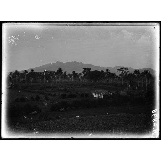 Baré. Palmiers à huile et Manengouba. [légende d'origine]