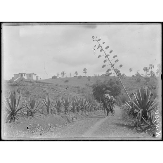 Baré. Route de Bana et ancienne résidence de l'administrateur allemand. [légende d'origine]