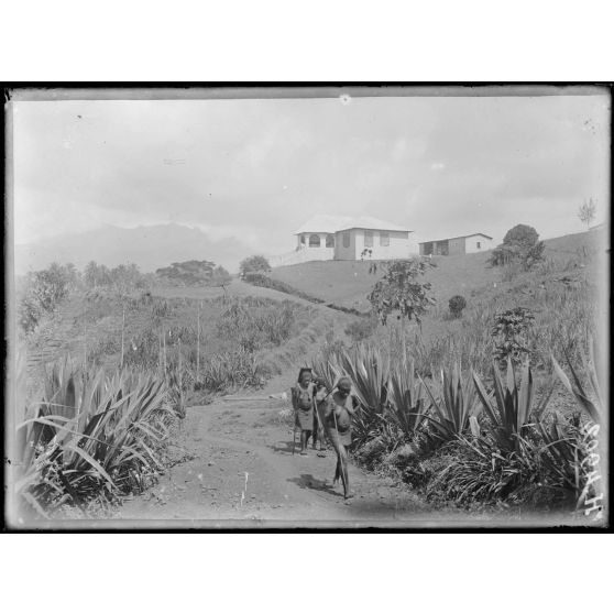 Baré. Vue sur le Manengouba. [légende d'origine]