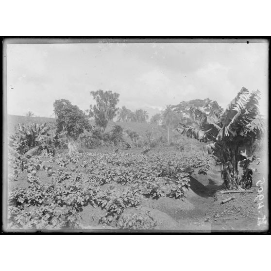 Baré. Un jardin potager, pommes de terre et choux de France. [légende d'origine]