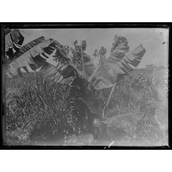 Baré. Un bananier nain. [légende d'origine]