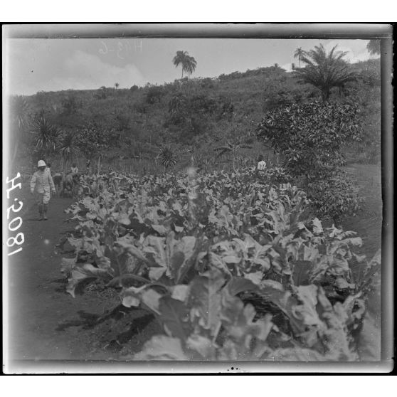Bana. Culture européenne : choux-fleurs et choux. [légende d'origine]