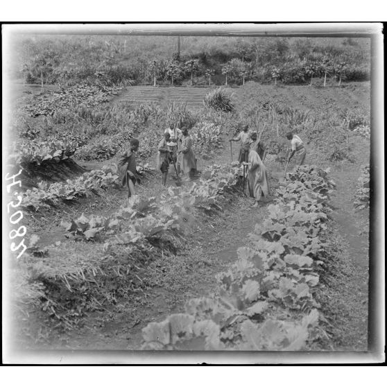 Bana. ; Bana. Culture européenne : choux-fleurs et choux. [légende d'origine]