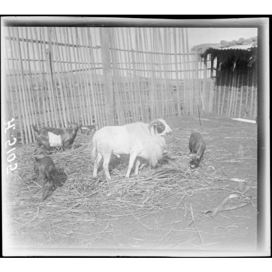Foumban. Bélier, race du pays. [légende d'origine]