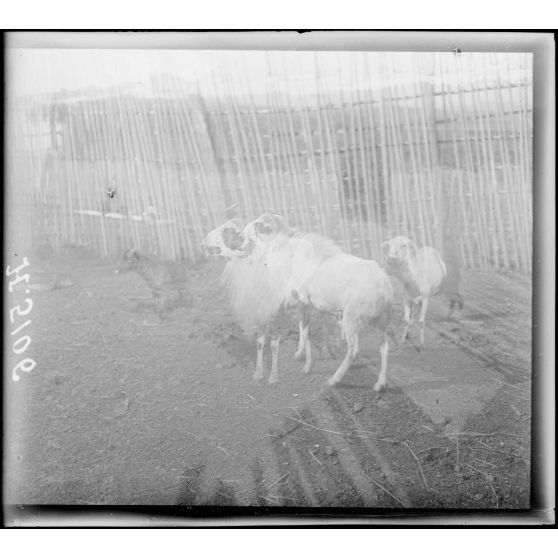 Foumban. ; Foumban. Bélier, race du pays. [légende d'origine]
