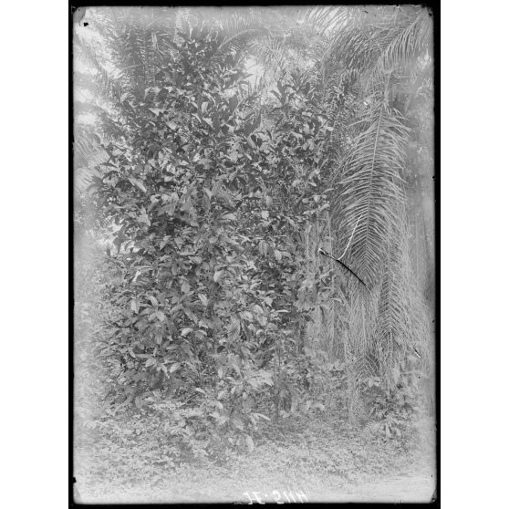 Bipindi, plantation Zenker. Café "Libérica". [légende d'origine]