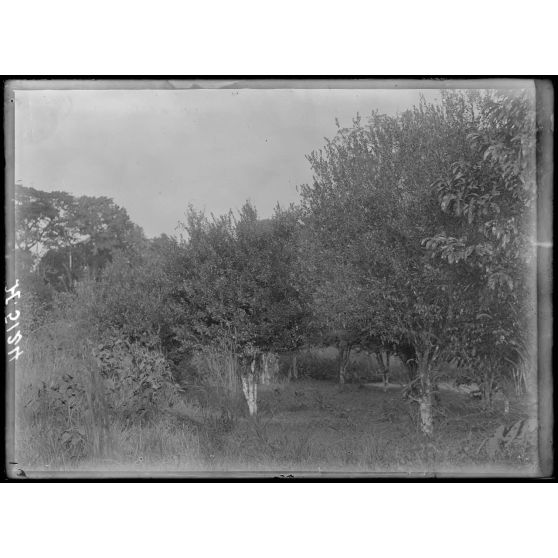 Campo. Caoutchoutiers "Funtumia elastica" au jardin d'essai. [légende d'origine]
