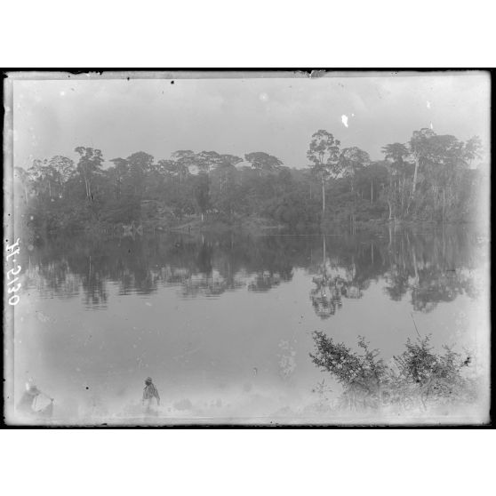 Rives de la Bongola. Peuplement de "Terminalia superba". [légende d'origine]